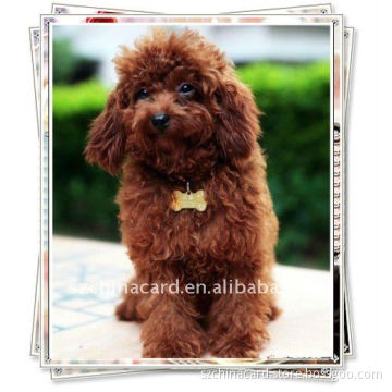 Cute Bone Shaped Dog Tag for Pet Dogs